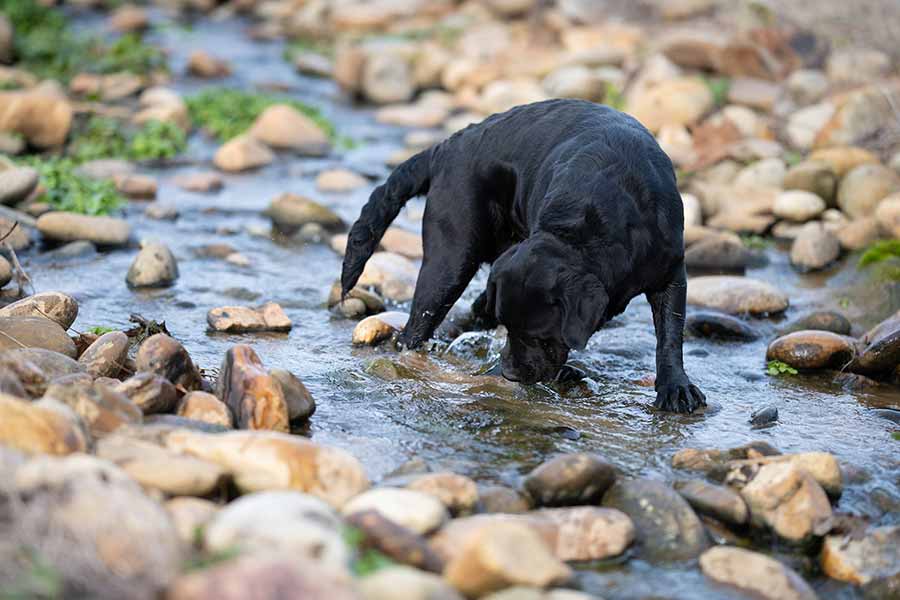 black dog in creek