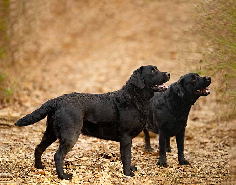 2 black dogs