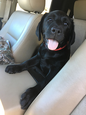 black puppy in car