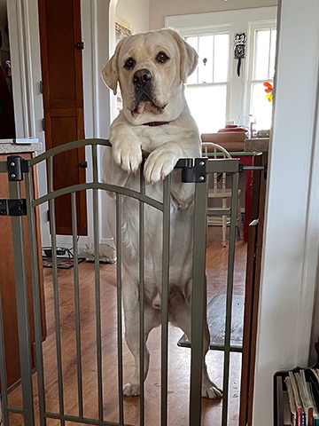 dog standing at baby gate