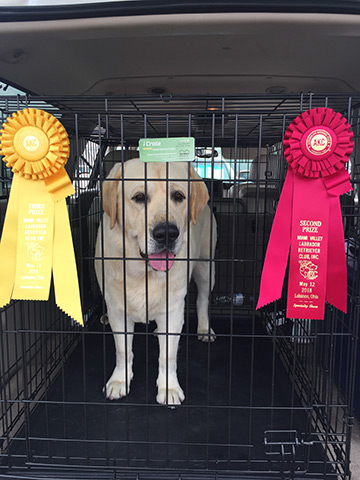 dog with awards