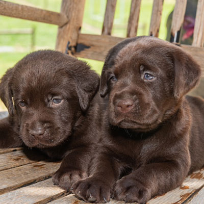English Chocolate Labrador Puppies
