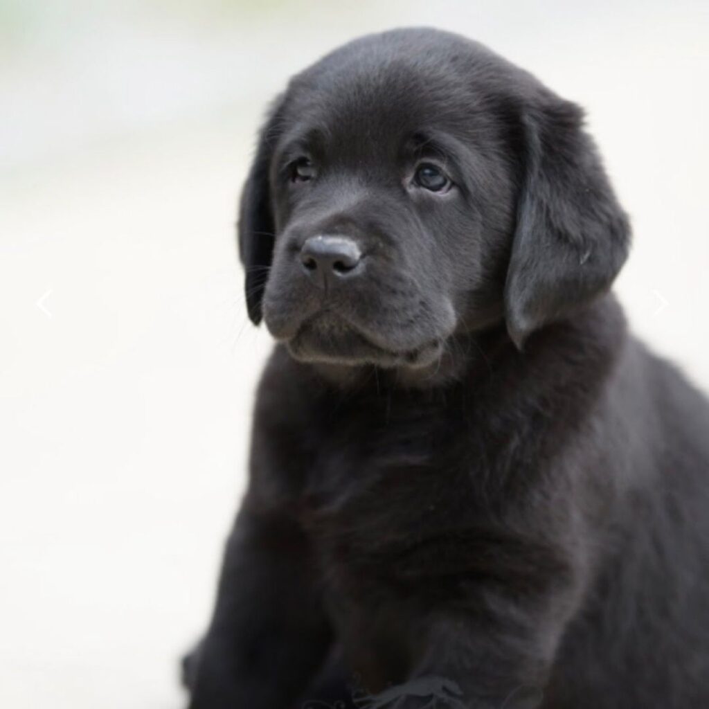 Black English Labrador Puppy
