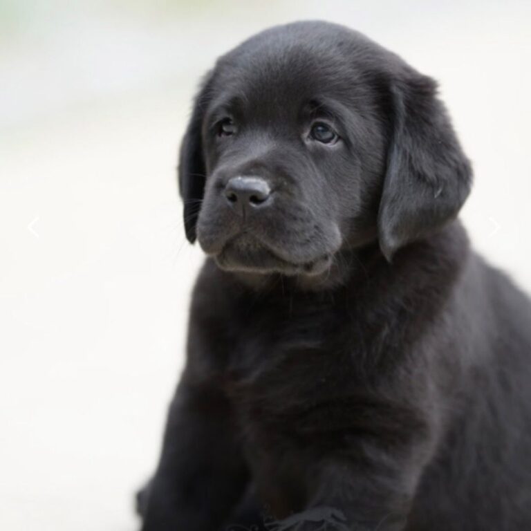 English Labrador Puppies for Sale in Tennessee