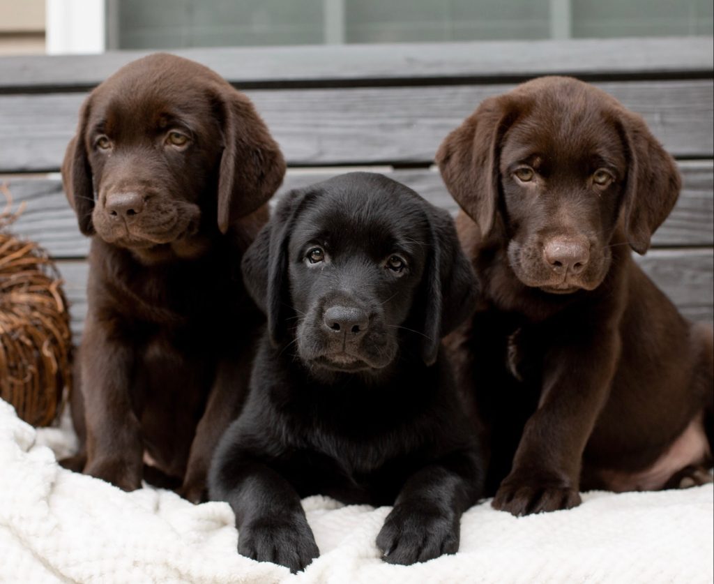 Chocolate Lab and Black Lab Puppies