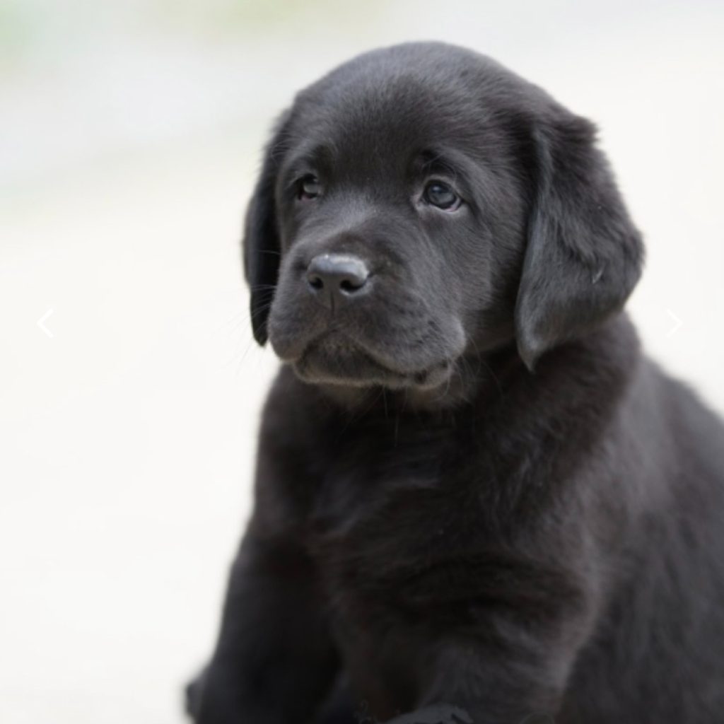 English Labrador Puppies for Sale in Tennessee